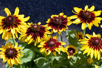 Close-up view of bright yellow and red rudbeckia (black-eyed-susan) flowers in bloom