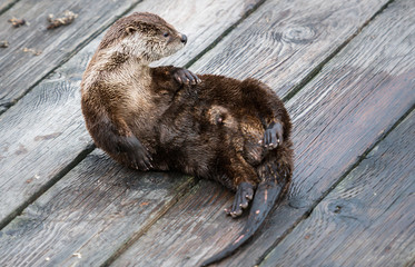 river otter