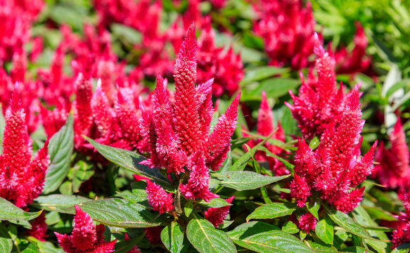 Close up of red celosia flowers
