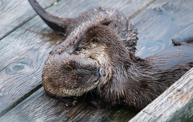 river otter
