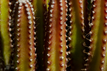 Selective Focus of Reddish Fairy Castle Cactus,Cereus tetragonus with day light of hot summer background