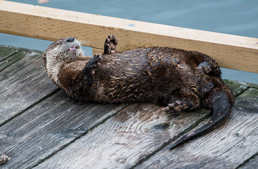 river otter
