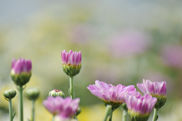 Soft chrysanthemum flower with sunshine and sweet warm bokeh from light. pastel color