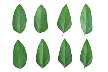 Set of green leaf isolated on white background, Object with clipping path.