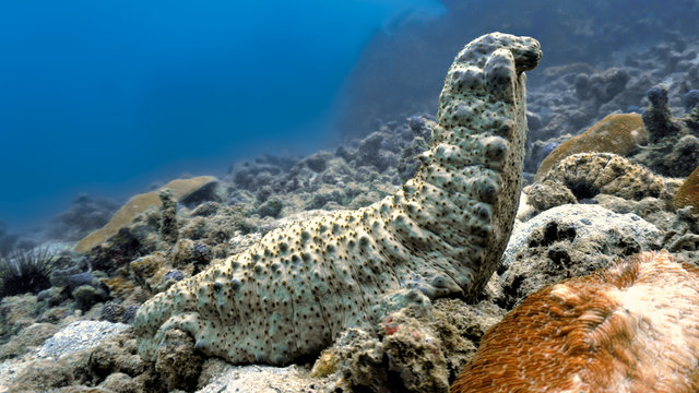 Underwaterphoto of giant Sea cucumber