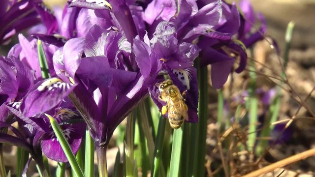 european honey bee lands on iris blossom