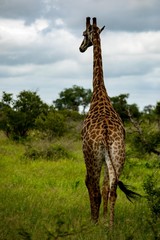 Giraffe in the wild