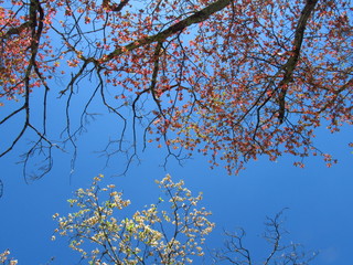 White and Pink Dogwood Blooms4