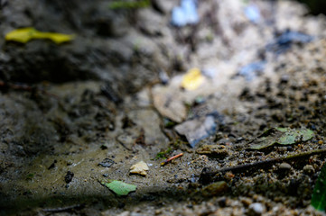 Native American Indian bird point arrowhead in creek bed 
