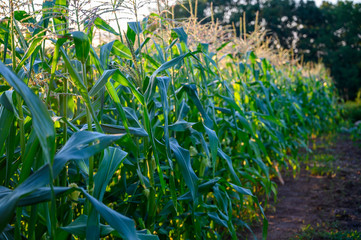 Row of sweet corn with pollen in a garden