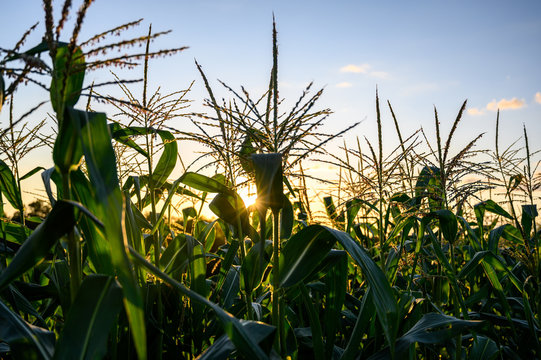 Row Of Sweet Corn With Pollen In A Garden