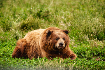 A large brown bear laying down on green grass