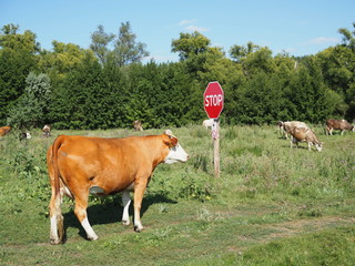 A herd of cows grazing in a meadow Sunny day