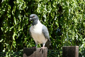White-gray pigeon sitting on a fence