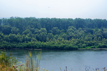 Mountain green forest and river in summer