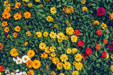 Background of colourful flower bed