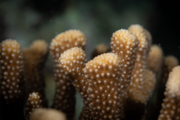 Macro upclose of coral polyps