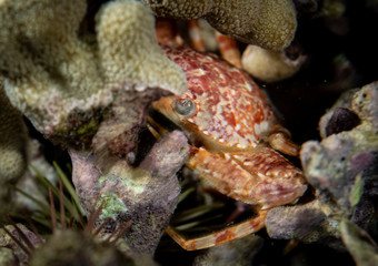 Underwater life from Maui