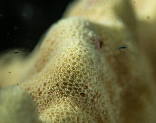Macro upclose of coral polyps