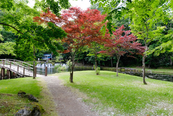 red tree natural garden at Meisui no Sato Kyogoku , Hokkaido, Japan