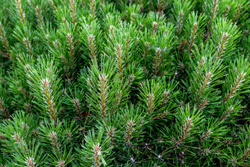 green pine tree branch with cones of a fur-tree or pine