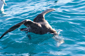 Fototapeta premium Northern Giant Petrel in Australasia