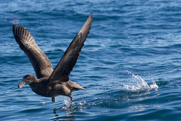 Obraz premium Northern Giant Petrel in Australasia