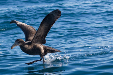 Northern Giant Petrel in Australasia