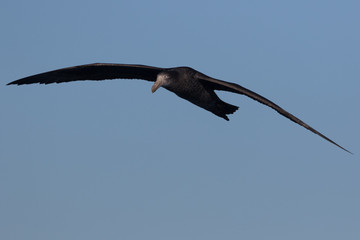 Northern Giant Petrel in Australasia