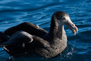 Northern Giant Petrel in Australasia