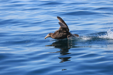 Fototapeta premium Northern Giant Petrel in Australasia