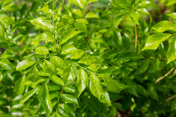 Rain drops on the top of the leaves in the rainy season
