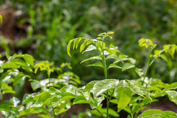 Rain drops on the top of the leaves in the rainy season