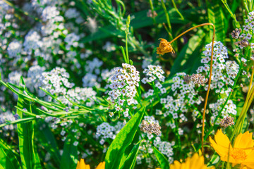 Achillea millefolium flower on green background. Selective focus