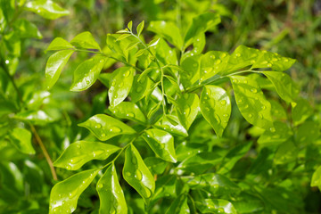 Rain drops on the top of the leaves in the rainy season