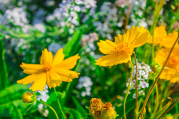 Tithonia diversifolia, Insulin leaf, Mexican tournesol, or Nitobe chrysanthemum.
