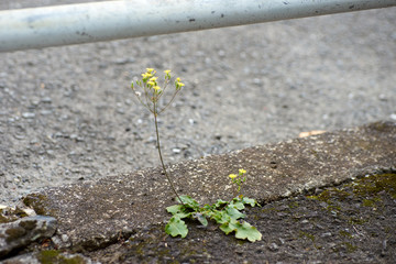 ツタバウンラン 雑草 郊外 街並み Wall Mural Wallpaper Murals Kentaro Hayashi