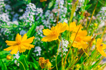 Tithonia diversifolia, Insulin leaf, Mexican tournesol, or Nitobe chrysanthemum.
