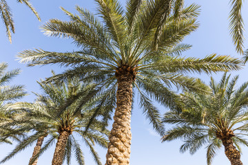 tall palm trees  in Jordan