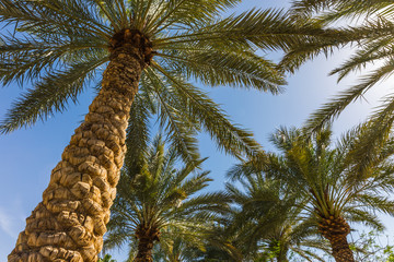 Fototapeta na wymiar tall palm trees in Jordan