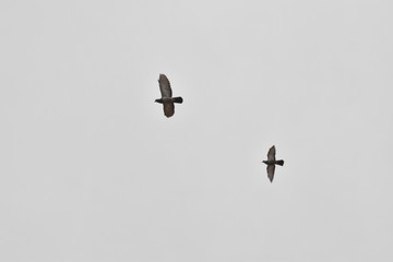 BEAUTIFUL PIGEONS ARE FLYING IN THE SKY