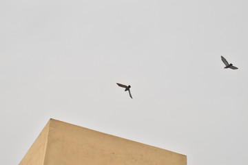 BEAUTIFUL PIGEONS ARE FLYING IN THE SKY