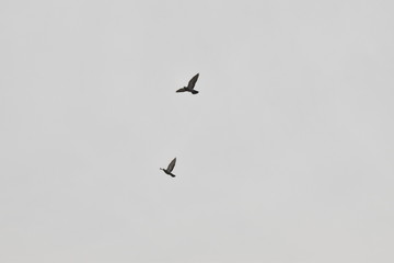 BEAUTIFUL PIGEONS ARE FLYING IN THE SKY