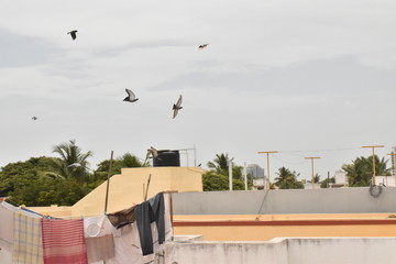 BEAUTIFUL PIGEONS ARE FLYING IN THE SKY