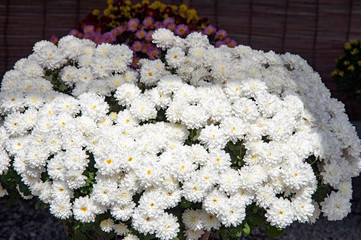 菊花展の菊