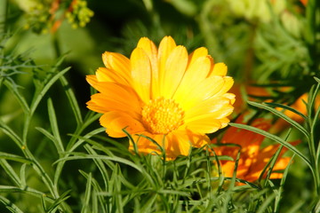 yellow flower in the garden