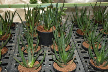 BEAUTIFUL ALOE VERA PLANTS POTTED IN THE NURSERY