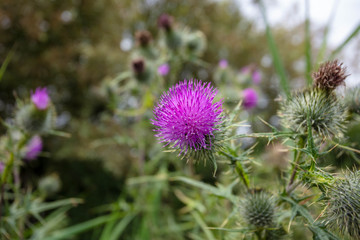 A Thistle in a Wild Flower Meadow
