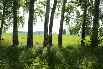 Fototapeta premium morning in the forest