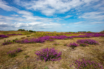 The Purple Heather on Dunwich Heath Suffolk UK